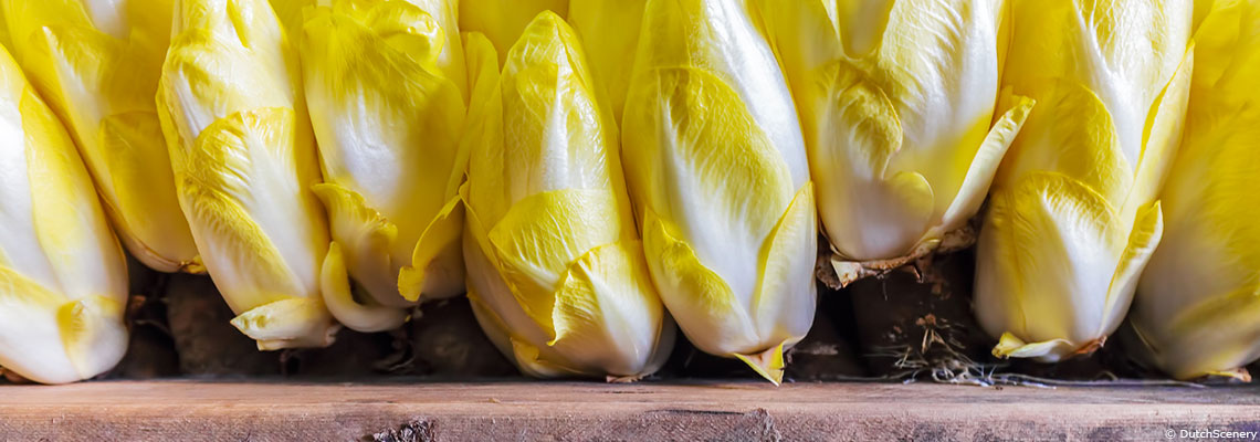 L'endive, légume d'hiver