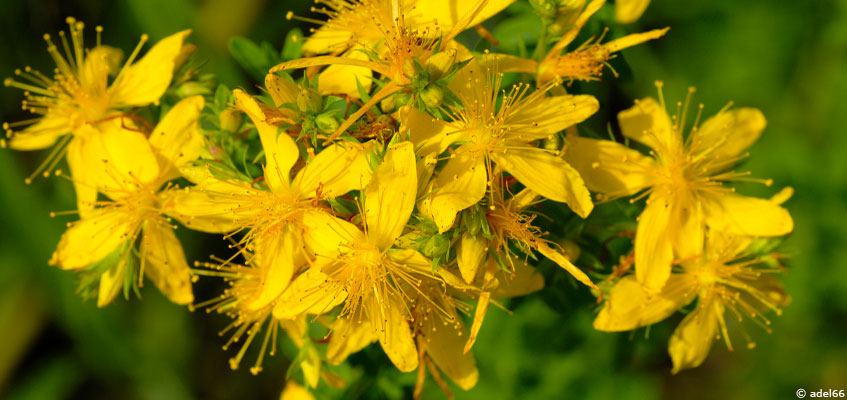 Troubles de l'humeur : solutions des médecines alternatives et complémentaires
