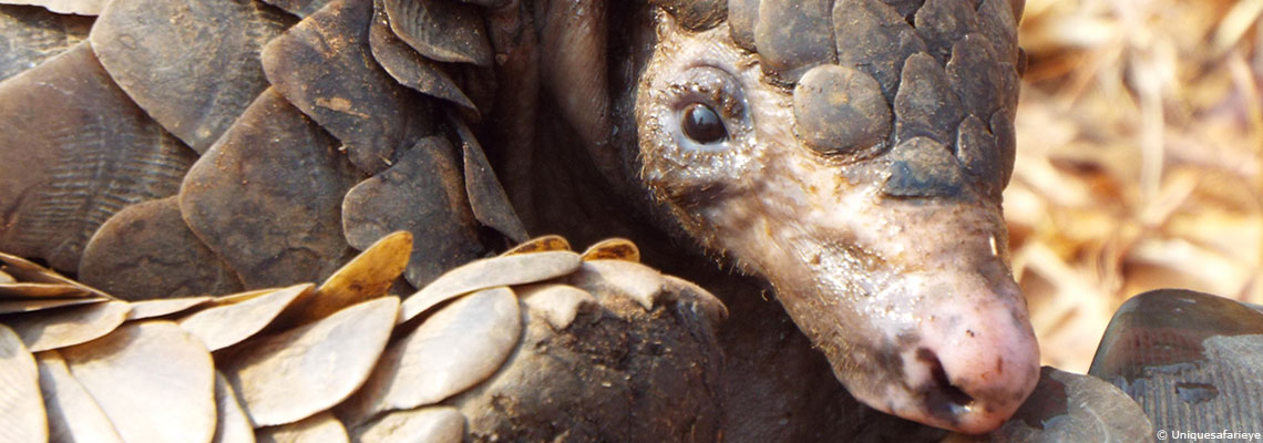 &quot;Le problème ne vient pas des espèces animales mais des changements environnementaux issus de nos activités&quot;