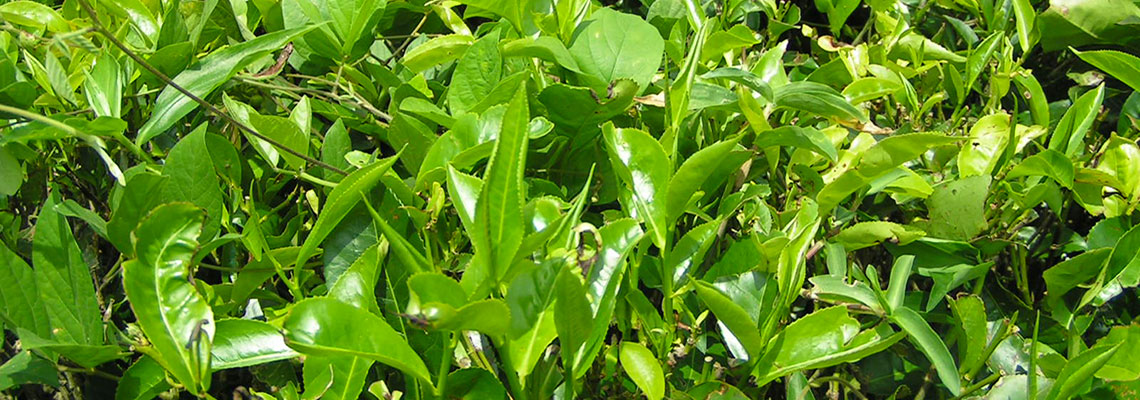 Le thé vert : la boisson zen par excellence
