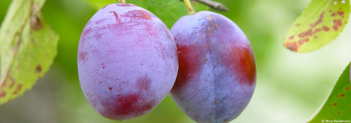 La prune : on peut compter sur elle