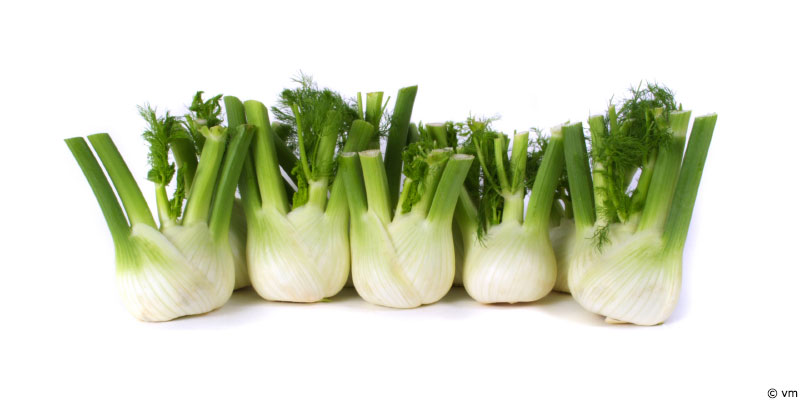 Le fenouil, petit foin