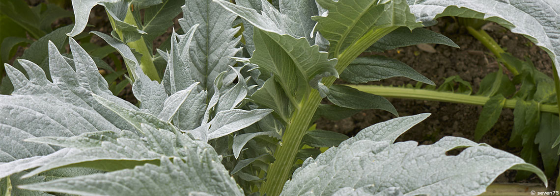 Bonnes résolutions : 5 fruits et légumes oubliés à redécouvrir en 2023