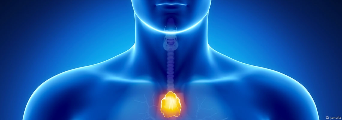 Le thymus, considéré comme &quot;inutile&quot; chez l’adulte, pourrait en réalité lutter contre le cancer