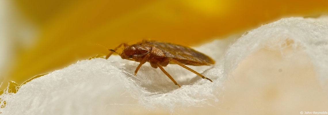 Punaises de lit : comment s’en débarrasser sans insecticides