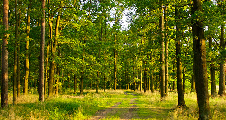 Nos forêts absorbent de moins en moins de CO2 et pourraient devenir un obstacle à la neutralité carbone