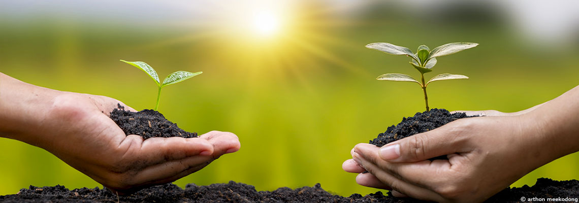 Changement climatique : les plantes qui résistent