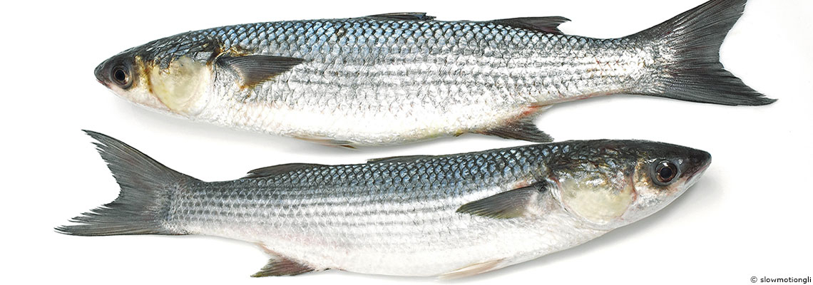 Le mulet : à consommer toute l’année