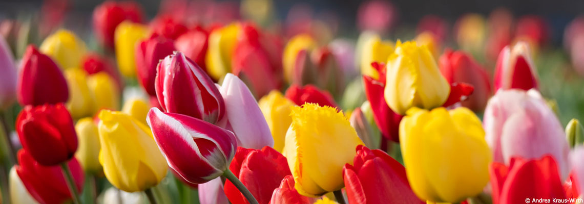 Comment des bulbes de fleurs traités rendent résistantes des moisissures dangereuses pour la santé