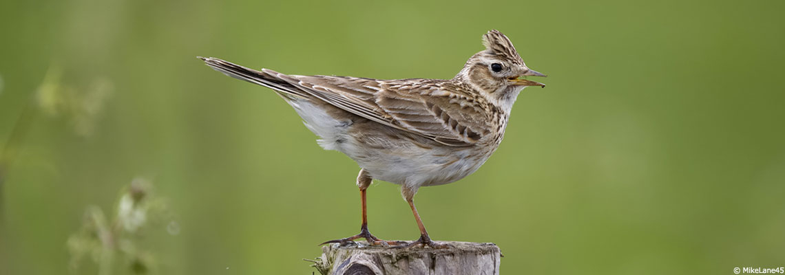 Le Conseil d’Etat interdit définitivement les formes traditionnelles de chasse aux alouettes