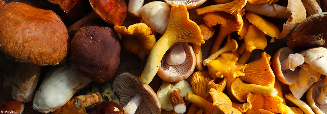 Près d’un tiers des champignons recensés sont menacés d’extinction